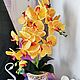 Орхидея, Композиции, Карпинск,  Фото №1
