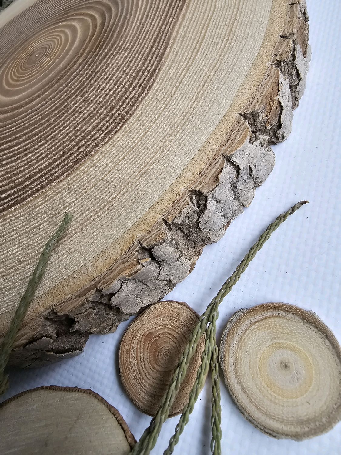 Спил дерева Ясеня 25.5 см купить в интернет-магазине Ярмарка Мастеров ...