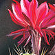  Flowering cactus. Print. Pictures. Valeria Akulova ART. My Livemaster. Фото №4