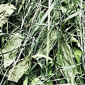 Смолка клейкая, смолка обыкновенная, сушеная трава и цветы
