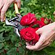 Аромамасло NG Свежесрезанная роза fresh-cut-roses-fragrance-oil, Масла, Красногорск,  Фото №1