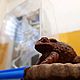 Скульптура "Жаба. Отрочество". Скульптуры. Ювелирная мастерская Царь и Ко. Ярмарка Мастеров.  Фото №5