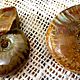Аммониты ( древние моллюски)  Мадагаскар. Кабошоны. Камни Мира. Ярмарка Мастеров.  Фото №5