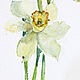 watercolor. Watercolor miniature. flowers. daffodils. Pictures. ArtShipilina. My Livemaster. Фото №5