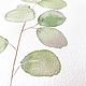 'A sprig of eucalyptus' watercolor, flowers, plants. Pictures. Nadezda Perova. My Livemaster. Фото №4