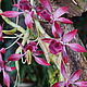 Композиция с орхидеями. Композиции. floristic-art (niginaa77). Интернет-магазин Ярмарка Мастеров.  Фото №2