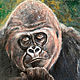 Картина портрет обезьяны 50 на 60 см Горилла картина масло, Картины, Пятигорск,  Фото №1
