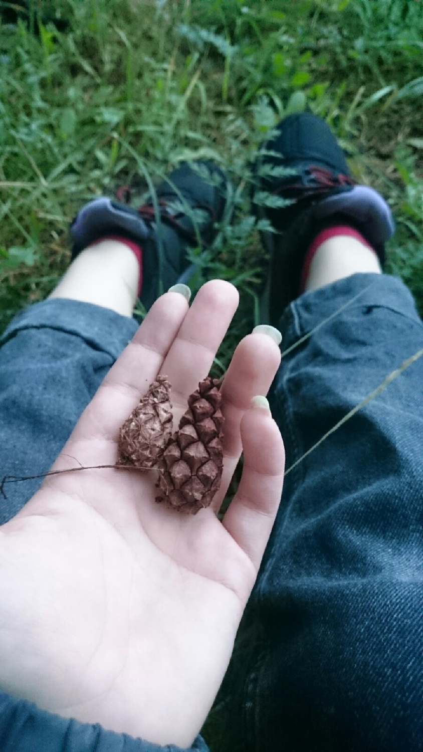 Воздух в сосновом бору. 