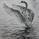 The drawing graphite pencils Swan dance
