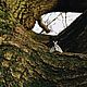 Кольцо Мрачный Мотылек. Кольца. Tales of O. (talesofo). Интернет-магазин Ярмарка Мастеров.  Фото №2