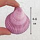 Морские ракушки Глориус скалоп фиолетовые. Ракушки. EcoLife_23. Интернет-магазин Ярмарка Мастеров.  Фото №2
