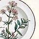 Винтаж: Тарелки Botanica Villeroy Boch. Ботаника. Тарелки винтажные. Vintage Bazar. Интернет-магазин Ярмарка Мастеров.  Фото №2