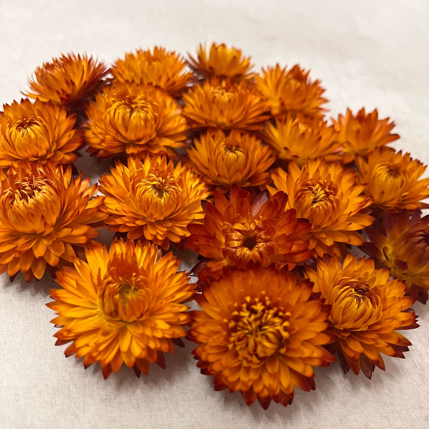 Гелихризум купить в интернет-магазине Ярмарка Мастеров по цене 250 ...