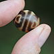 Luxury Ji Bead Lotus Buds and Tiger Teeth. Ji bead. Jewerly for Happiness. My Livemaster. Фото №6