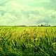 Заказать  Field. Картины, сумки и аксессуары. Ярмарка Мастеров. . Картины Фото №3