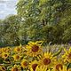 Oil painting "Sunny Field ",landscape. Pictures. 'Live palette' Olga Tikunova. My Livemaster. Фото №4