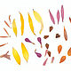 Лепестки цветов плоская сушка гербарий, Сухоцветы для творчества, Краснодар,  Фото №1