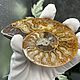 Ammonite is a natural fossil. An unusual gift art 680. Stones. Iz kamnej. My Livemaster. Фото №4