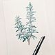 Botanical watercolor, Rosemary. Pictures. Belasla. My Livemaster. Фото №6