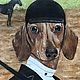 Dachshund. Oil painting. Pictures. dogart01. Online shopping on My Livemaster.  Фото №2