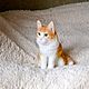 Кот. Мягкая подвижная игрушка на заказ по фото кота, кошки. Мягкие игрушки. Игрушки на заказ по фото питомцев.. Ярмарка Мастеров.  Фото №4