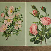 Винтаж handmade. Livemaster - original item Antique chromolithographs of Roses, 1905. Handmade.