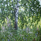 Picture - Birch, Pictures, Moscow,  Фото №1