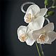 Белая орхидея из холодного фарфора, Композиции, Минск,  Фото №1