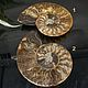 Ammonite is a natural fossil. An unusual gift art 680. Stones. Iz kamnej. My Livemaster. Фото №5