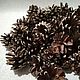 100 PCs. Pine cones, Natural materials, Samara,  Фото №1