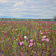 Oil painting 'In a flower field' rural landscape, flowers, Pictures, Krasnodar,  Фото №1