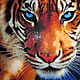 Заказать Картина "Тигр", алмазная мозаика. Елена (cat-fold). Ярмарка Мастеров. . Картины Фото №3