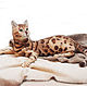 El gato de la raza bengal Interernaya valyanaya juguete de lana, Felted Toy, Zeya,  Фото №1