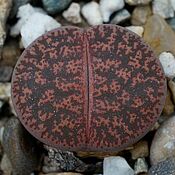 Цветы и флористика handmade. Livemaster - original item Seeds of lithops leslie rubrobrunnea 3 pcs succulent plant. Handmade.