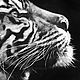 Order Oil painting with tiger 'Courage' 90*90 cm. Ivlieva Irina Art. Livemaster. . Pictures Фото №3