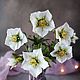 Морозник. Зимовник. Helleborus. Полимерная глина (холодный фарфор). Букеты. Lovely flower. Ярмарка Мастеров.  Фото №11