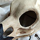 Копия товара Маскарадная маска Череп ворона - большой. Карнавальные маски. 'МАКО-Крафт' Семейная мастерская. Ярмарка Мастеров.  Фото №6