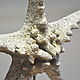 Starfish statuette on a stand concrete decor in marine style. Figurines. Decor concrete Azov Garden. My Livemaster. Фото №4