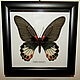 Бабочка Papilio memnon самка в рамке, Картины, Лотошино,  Фото №1