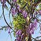 Oil painting Italy Beautiful Wisteria. Painting landscape with flowers. Pictures. sharaeva-elena. My Livemaster. Фото №6