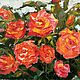 Картина Куст садовых роз, Картины, Краснодар,  Фото №1