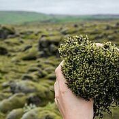 Косметика ручной работы handmade. Livemaster - original item Hydrolate natural Icelandic moss (Cetraria). Handmade.