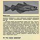 Выработка хромовой зубатки, книга 1933 года. Схемы для шитья. EcoLife_23. Ярмарка Мастеров.  Фото №6