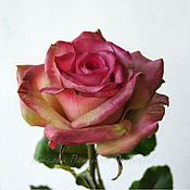 розы английского сада (флористические полимерные глины)