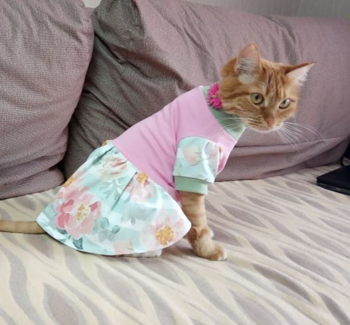Платья для котов