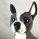 felt toy: Boston Terrier Fill. Felted Toy. colorlight (colorlight). Online shopping on My Livemaster.  Фото №2