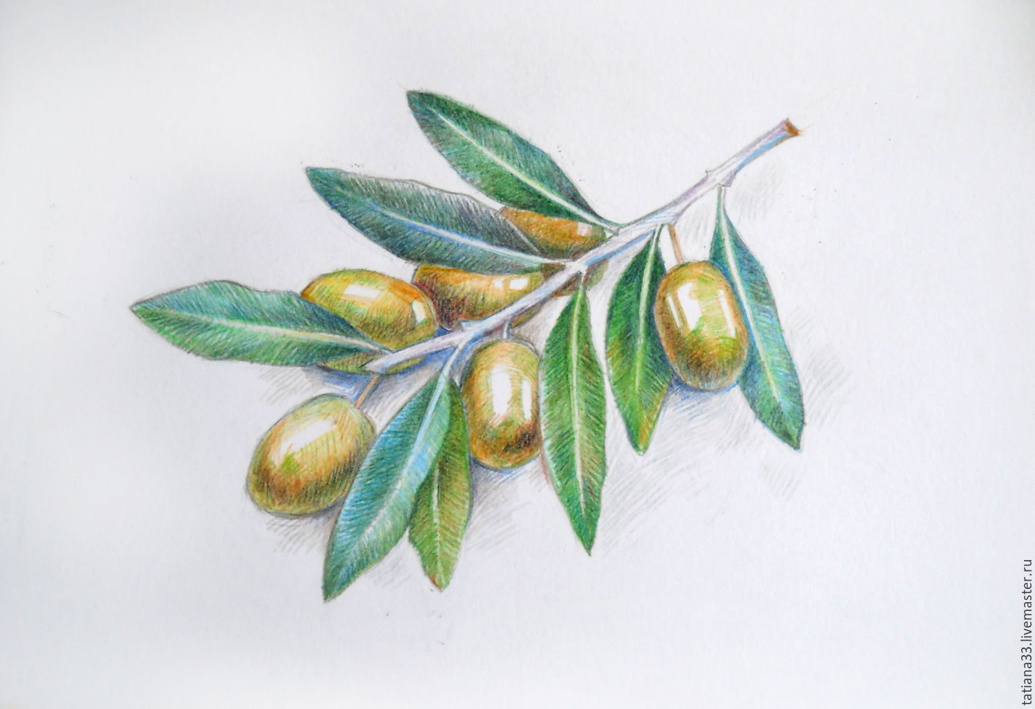 Оливковая ветвь рисунок