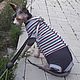 Clothing for cats 'Bodysuit Striped Lollipop', Pet clothes, Biisk,  Фото №1