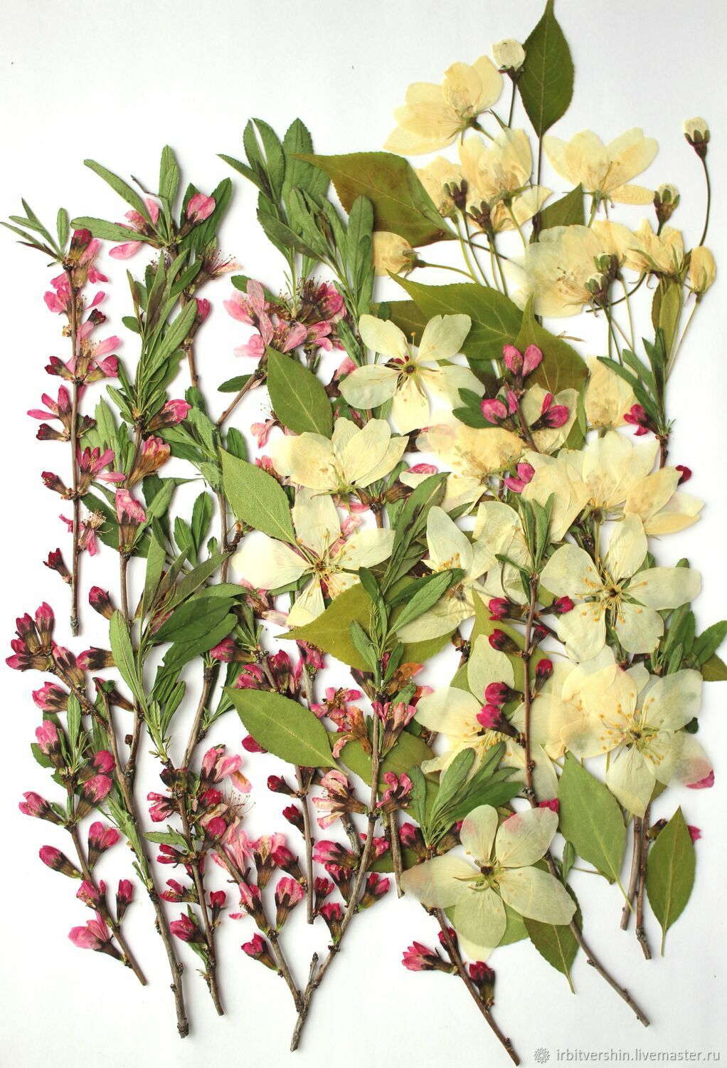 Сухоцветы гербарий "июнь горный миндаль дикая яблоня" – купить на ...