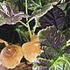Композиция с морошкой и поганками. Композиции. Людмила. Ярмарка Мастеров.  Фото №5